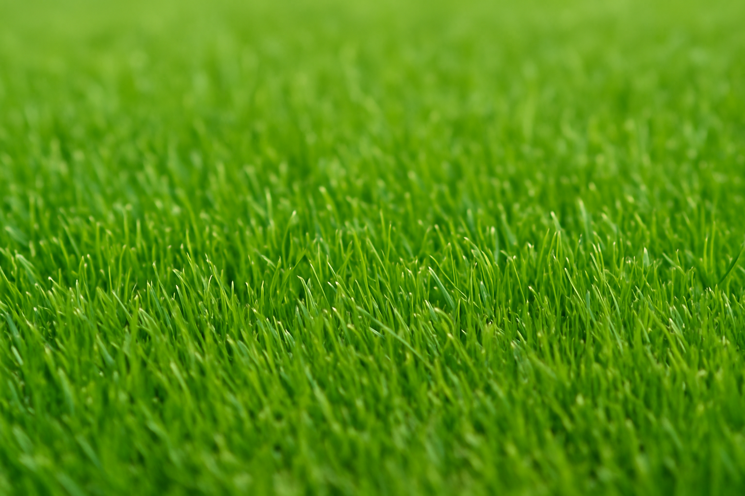 Healthy Grass Close-Up