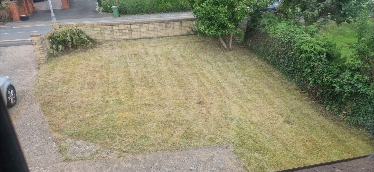 Before Lawn Renovation
